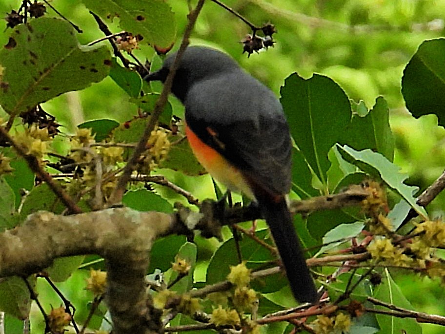 Zwergmennigvogel - ML644581712