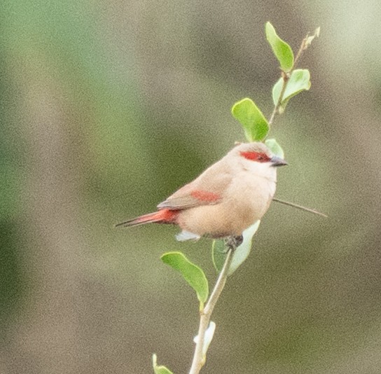 Al Kanatlı Mumgaga - ML644581713