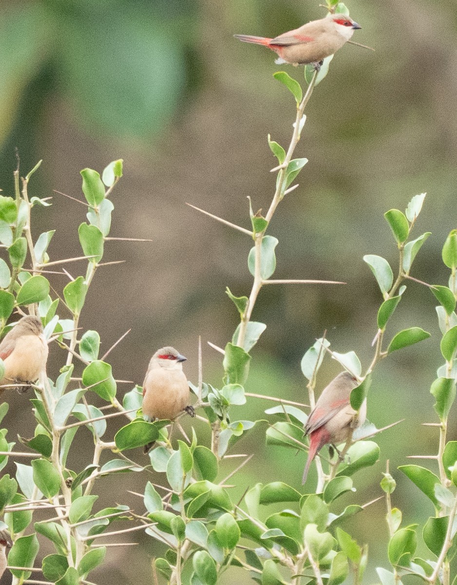 Crimson-rumped Waxbill - ML644581714