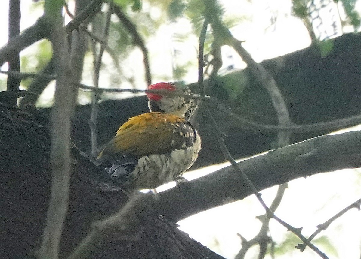 Black-rumped Flameback - ML644581716