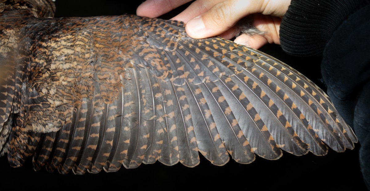 Eurasian Woodcock - ML644581720