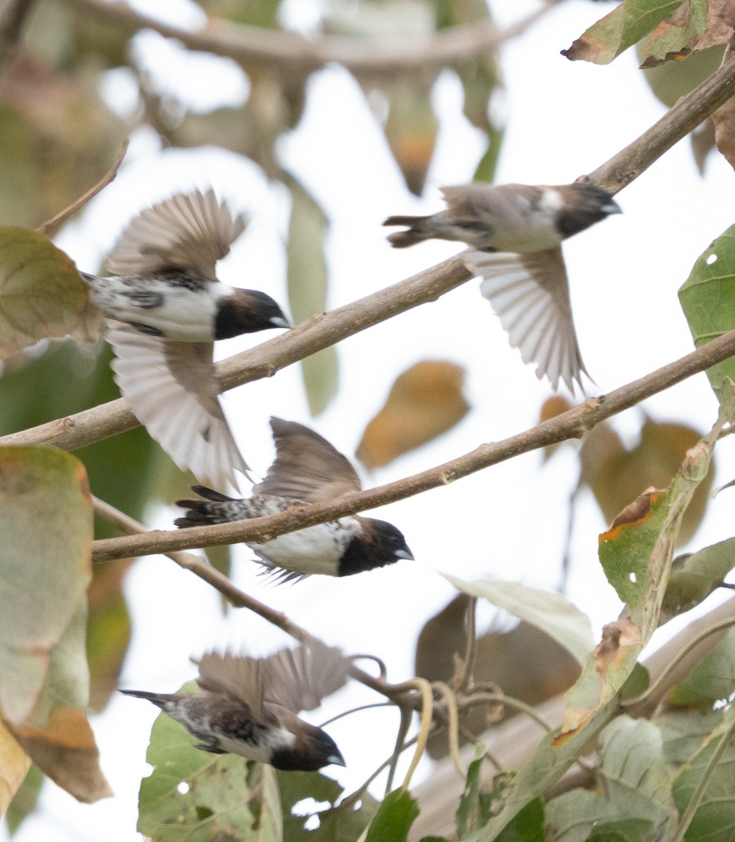 Bronze Mannikin - ML644581721