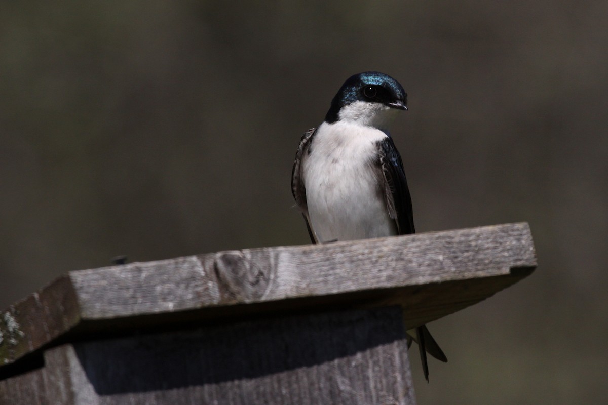 Elai kolorebikoa - ML644581722