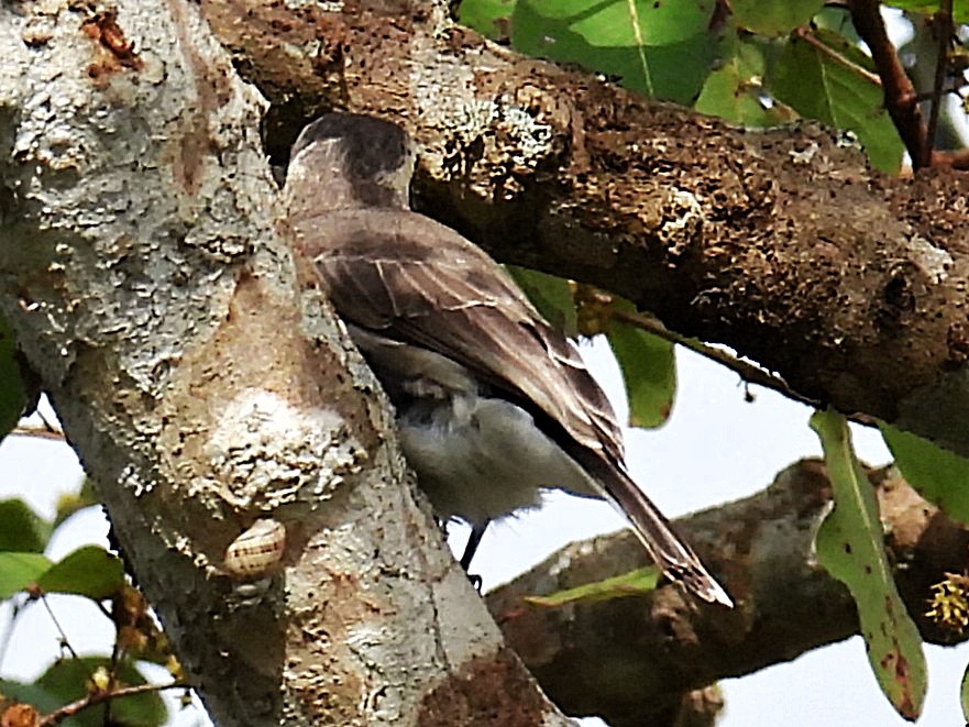 Common Woodshrike - ML644581723