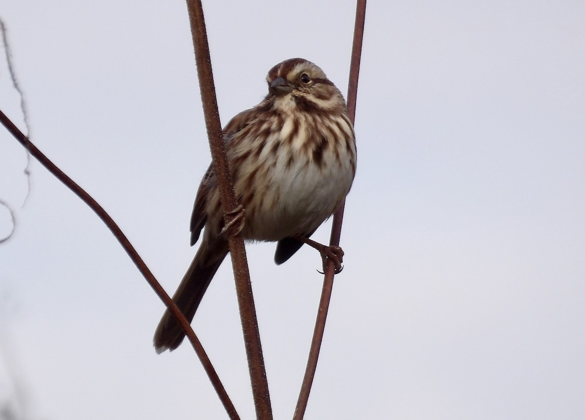 Song Sparrow - ML644581724