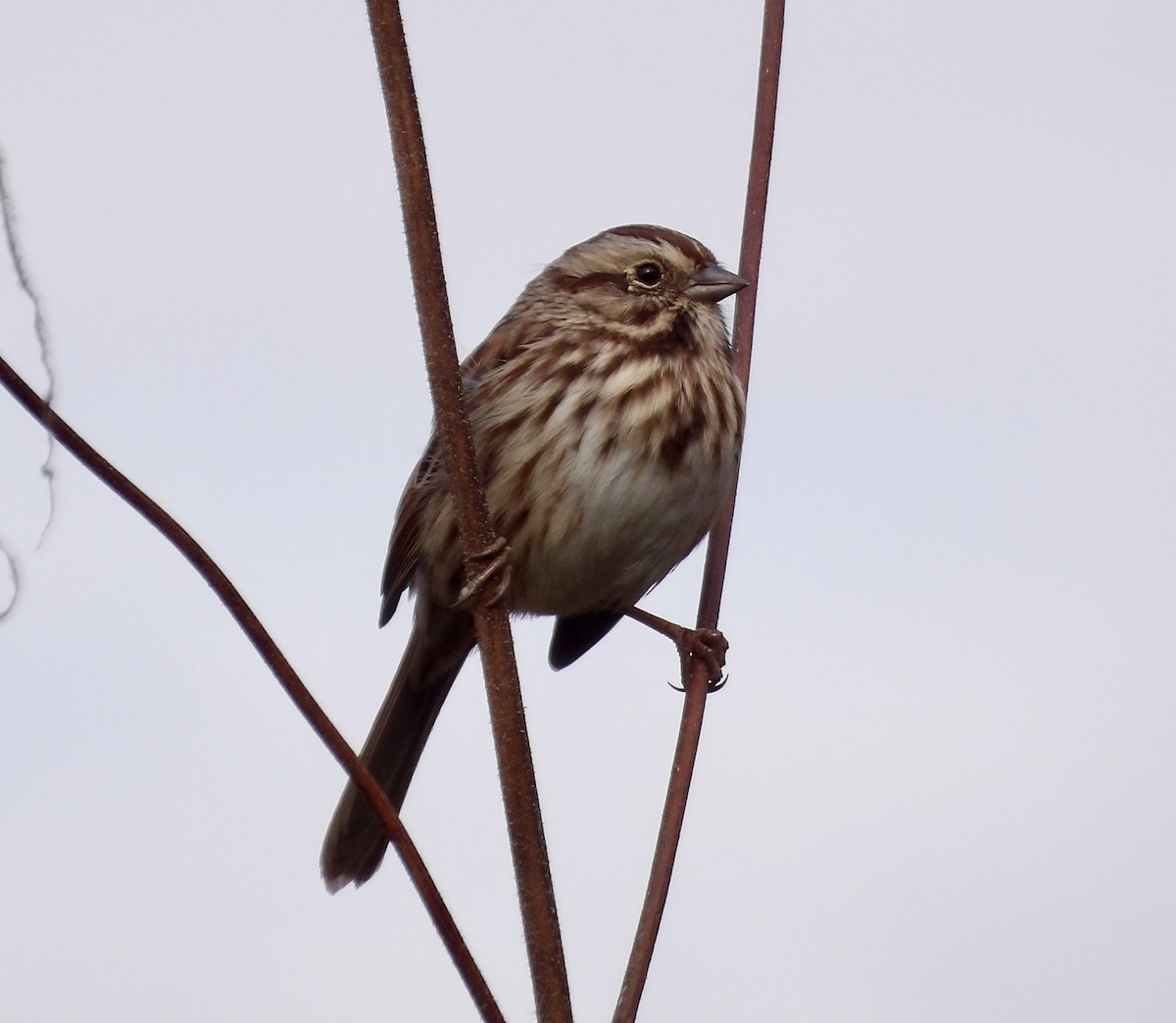Song Sparrow - ML644581725