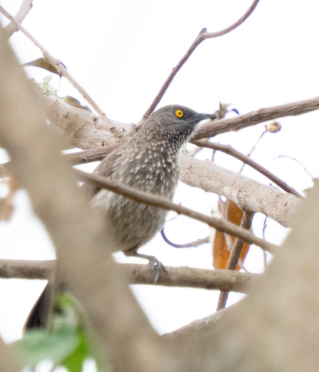 Arrow-marked Babbler - ML644581726