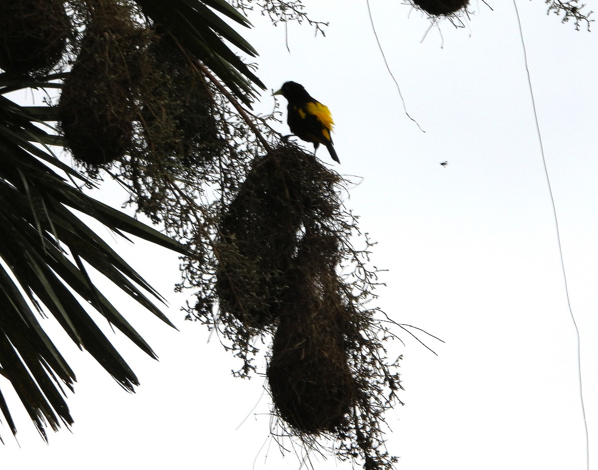 Yellow-rumped Cacique - ML644581727