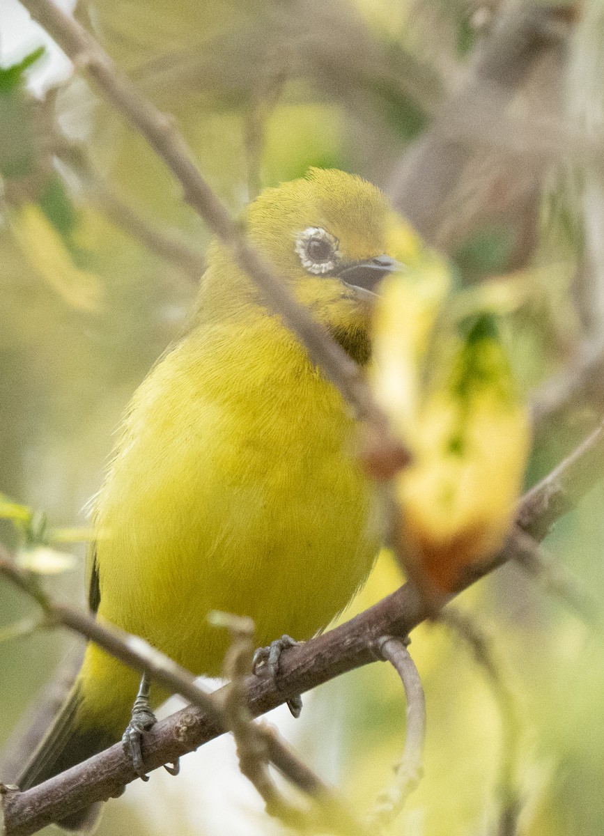 Pale White-eye - ML644581728