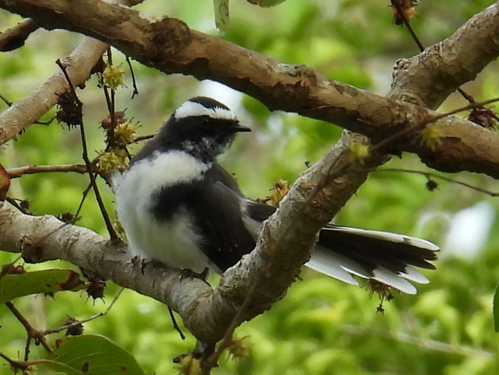 White-browed Fantail - ML644581731