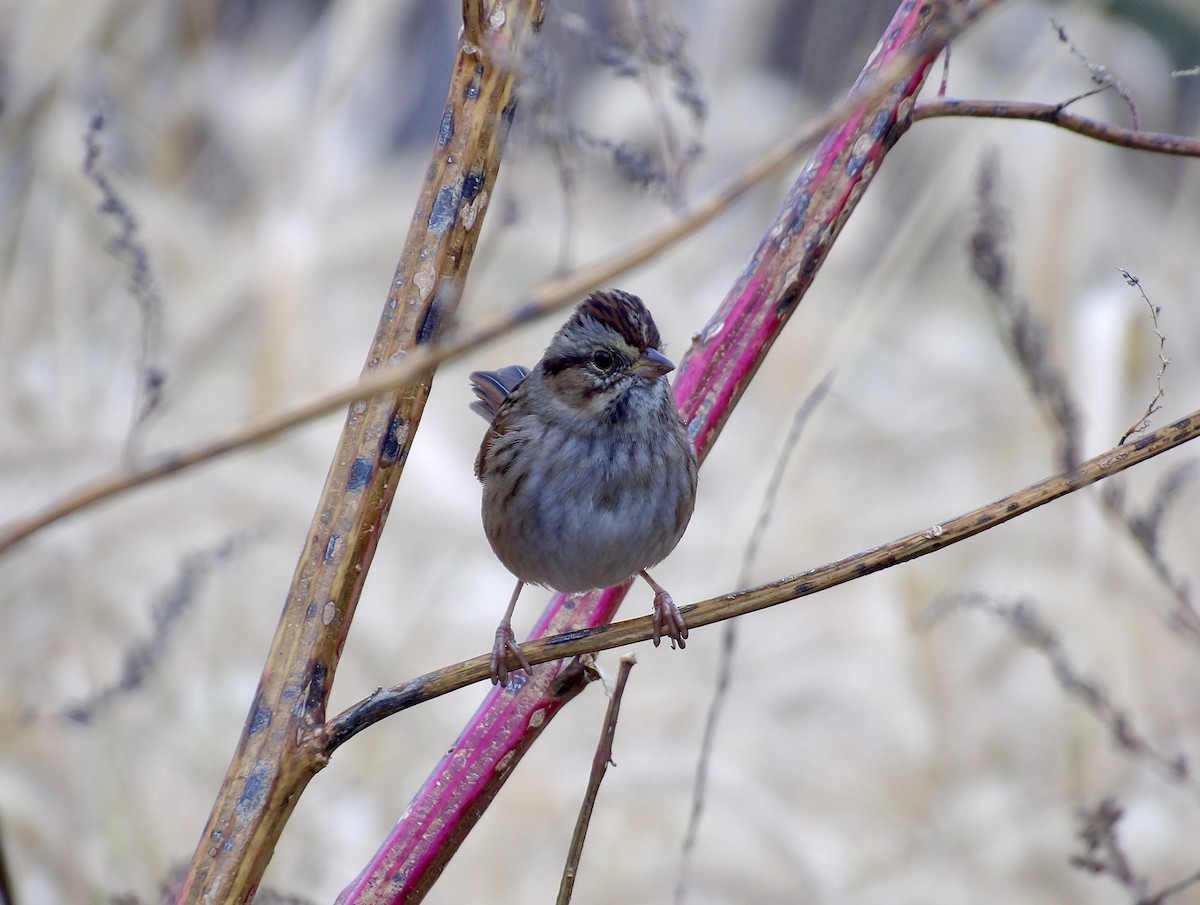 Swamp Sparrow - ML644581732