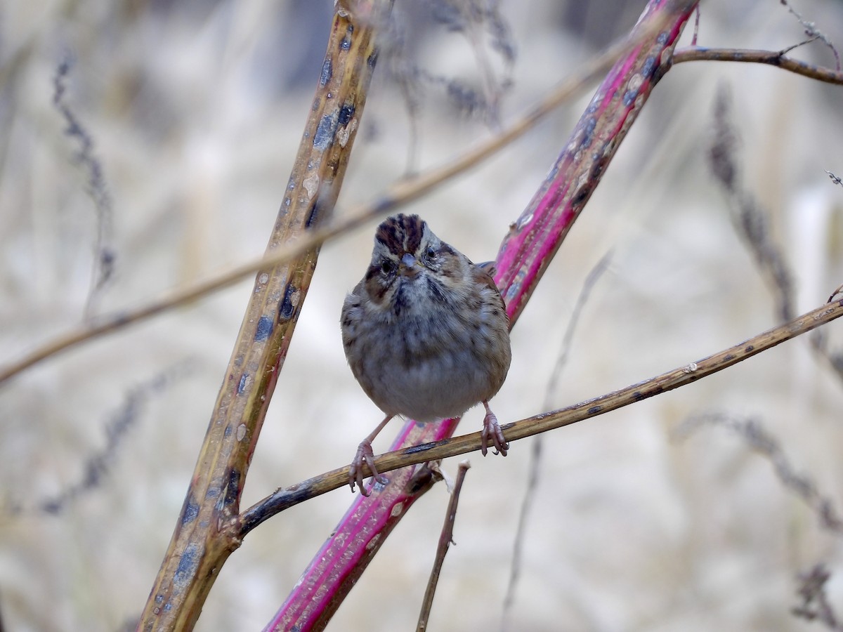 Swamp Sparrow - ML644581733