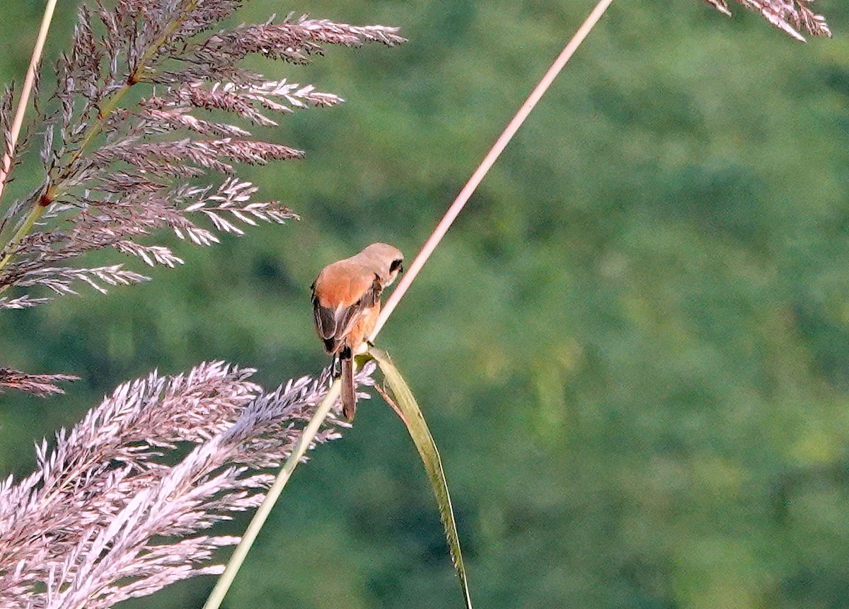 Bay-backed Shrike - ML644581734