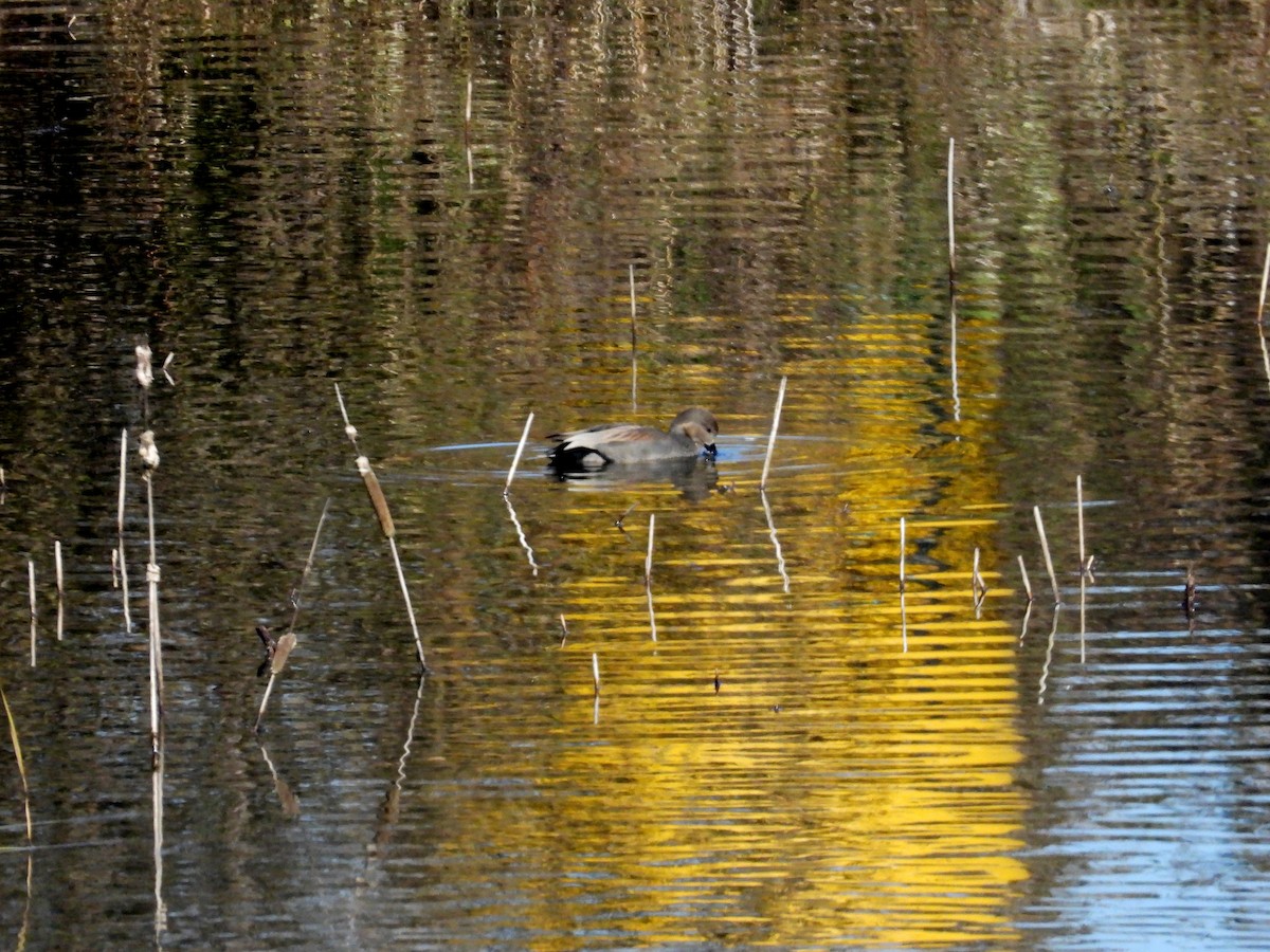 Ipar-ahatea - ML644581737