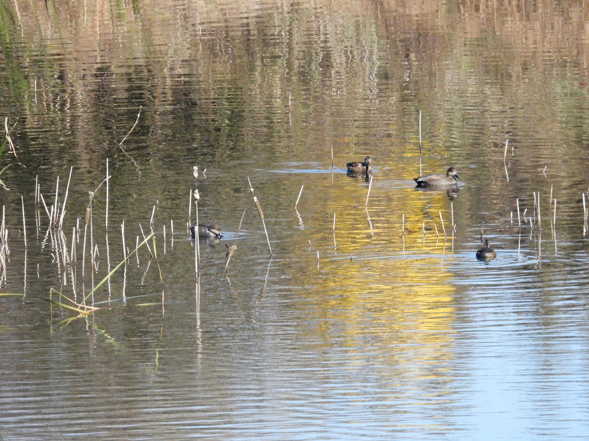 Ipar-ahatea - ML644581738