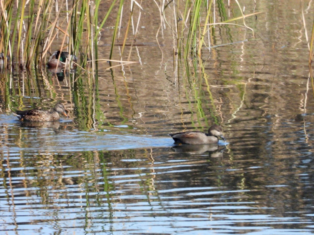 Ipar-ahatea - ML644581739