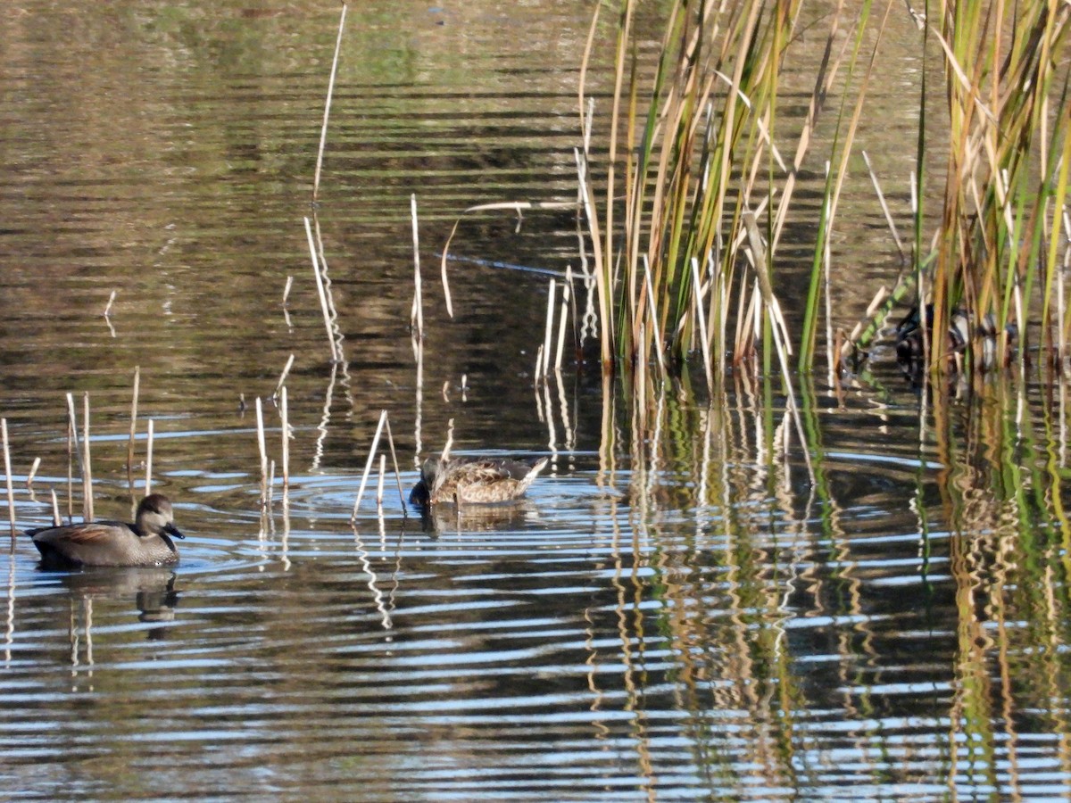 Ipar-ahatea - ML644581740