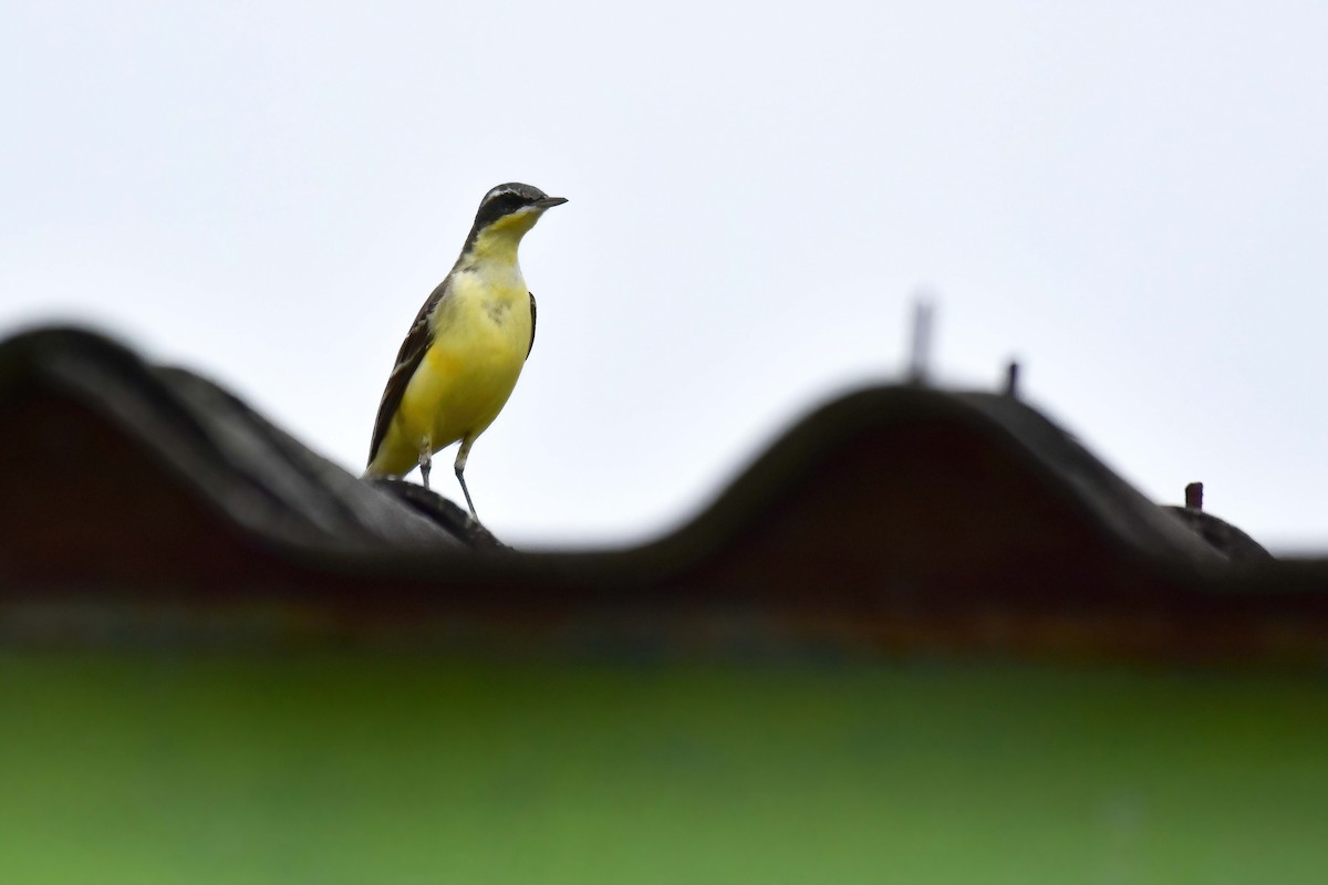 Eastern Yellow Wagtail (Eastern) - ML644581741