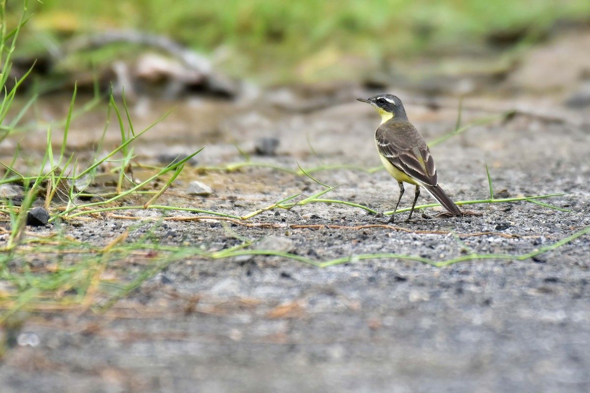 Eastern Yellow Wagtail (Eastern) - ML644581742