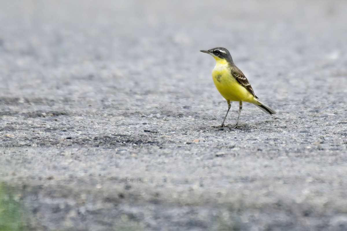 Eastern Yellow Wagtail (Eastern) - ML644581743