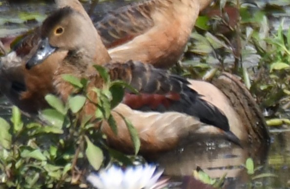 Zuhaitz-ahate kolorebikoa - ML644581744