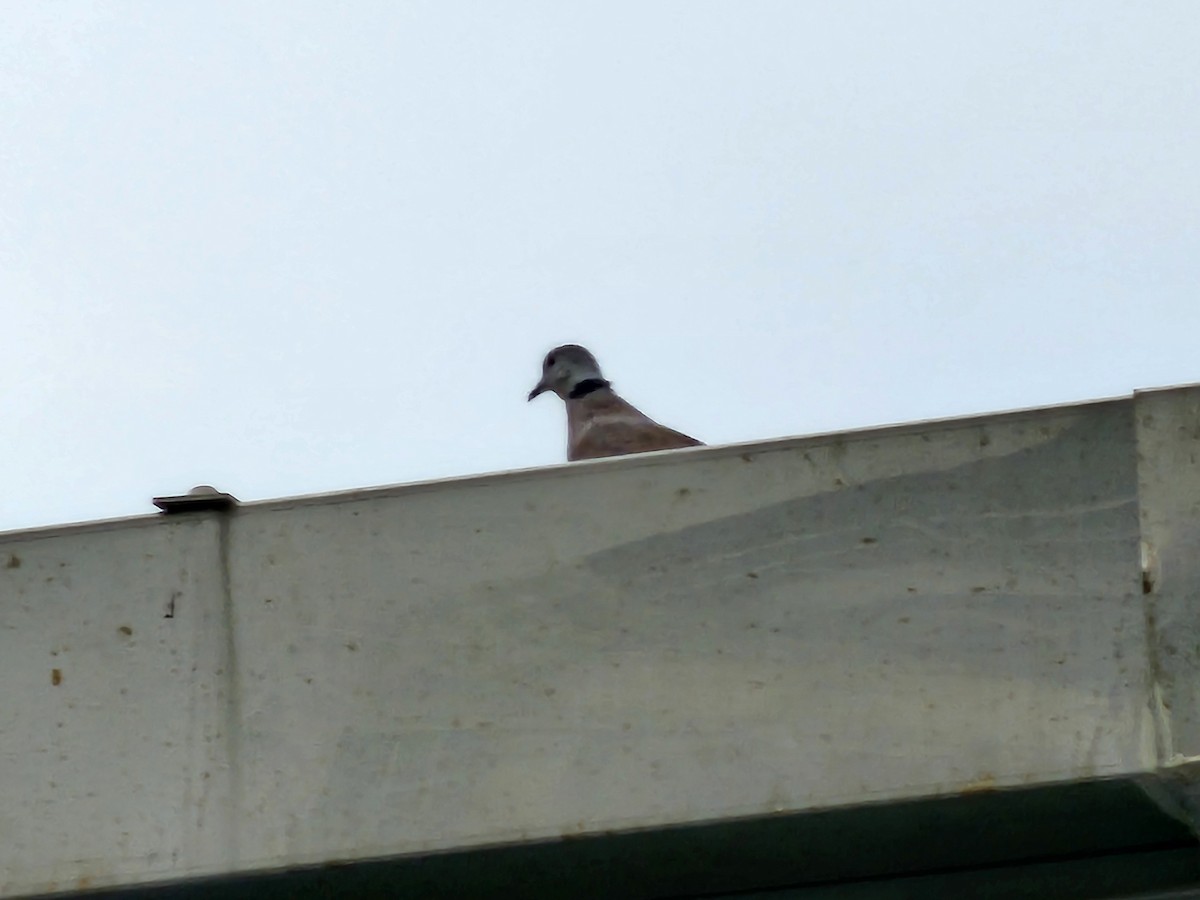 Usapal burugrisa - ML644581746