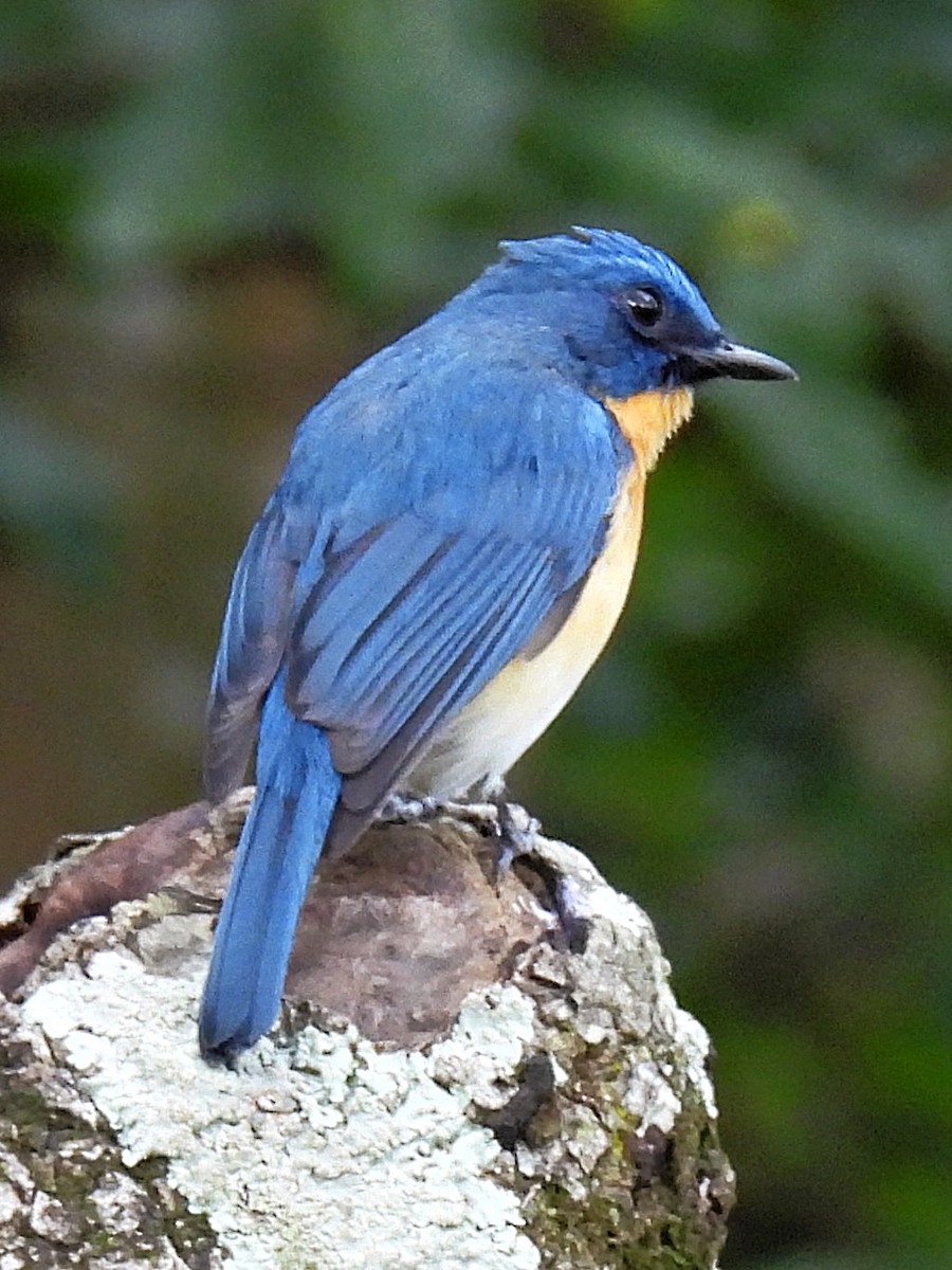 Tickell's Blue Flycatcher - ML644581747