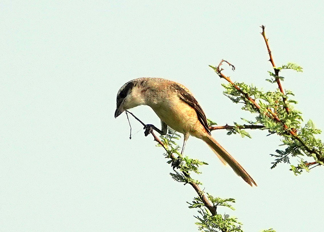 Antzandobi isats-luzea - ML644581748