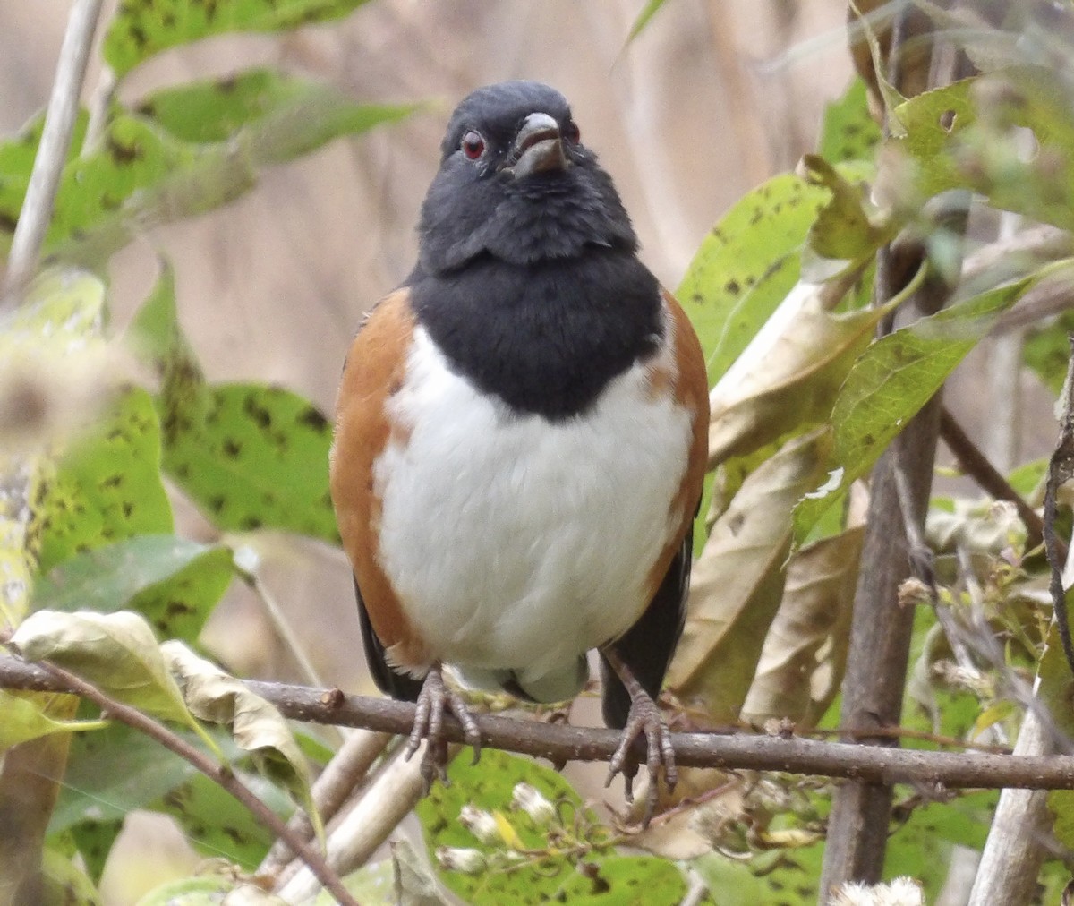 Eastern Towhee - ML644581751