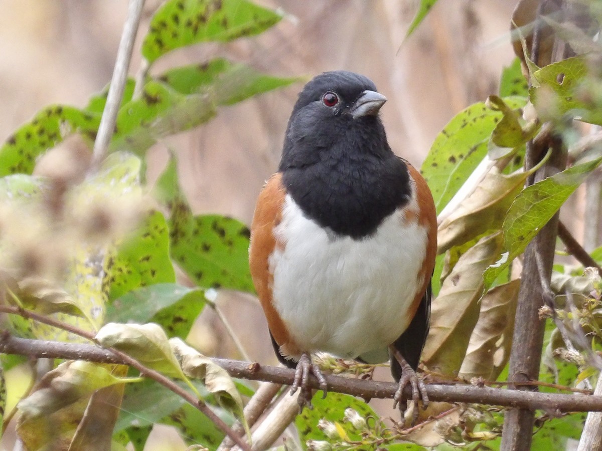 Eastern Towhee - ML644581752