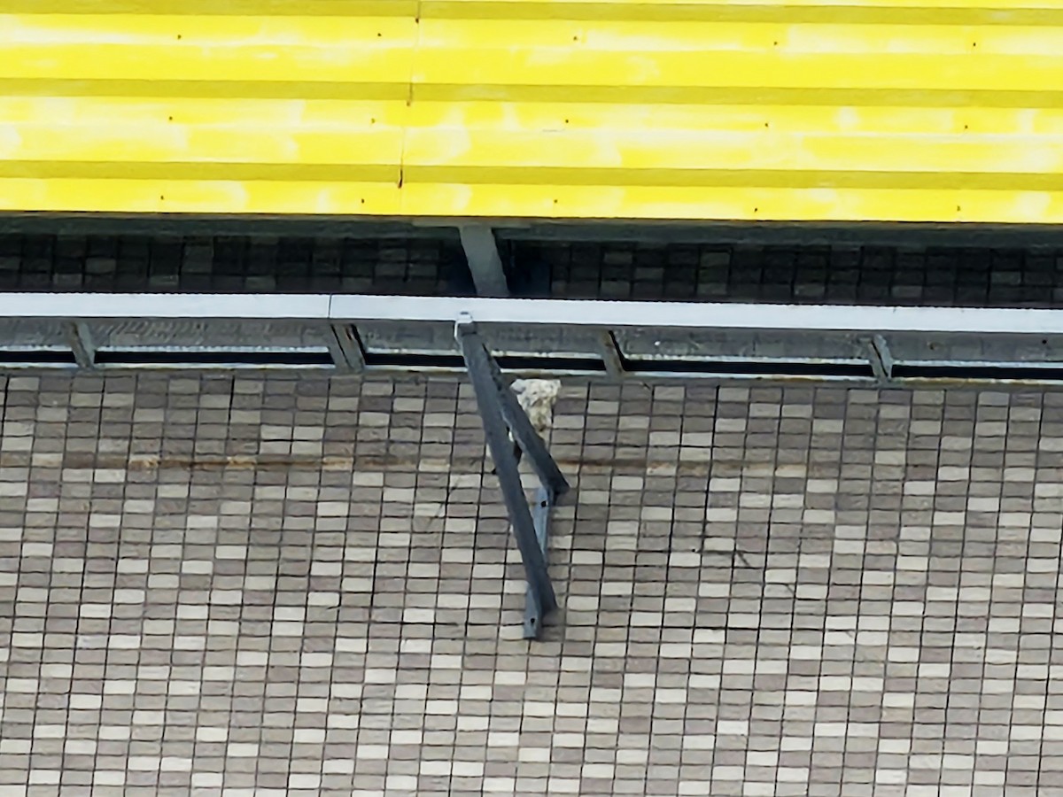 Belatz handia - ML644581753