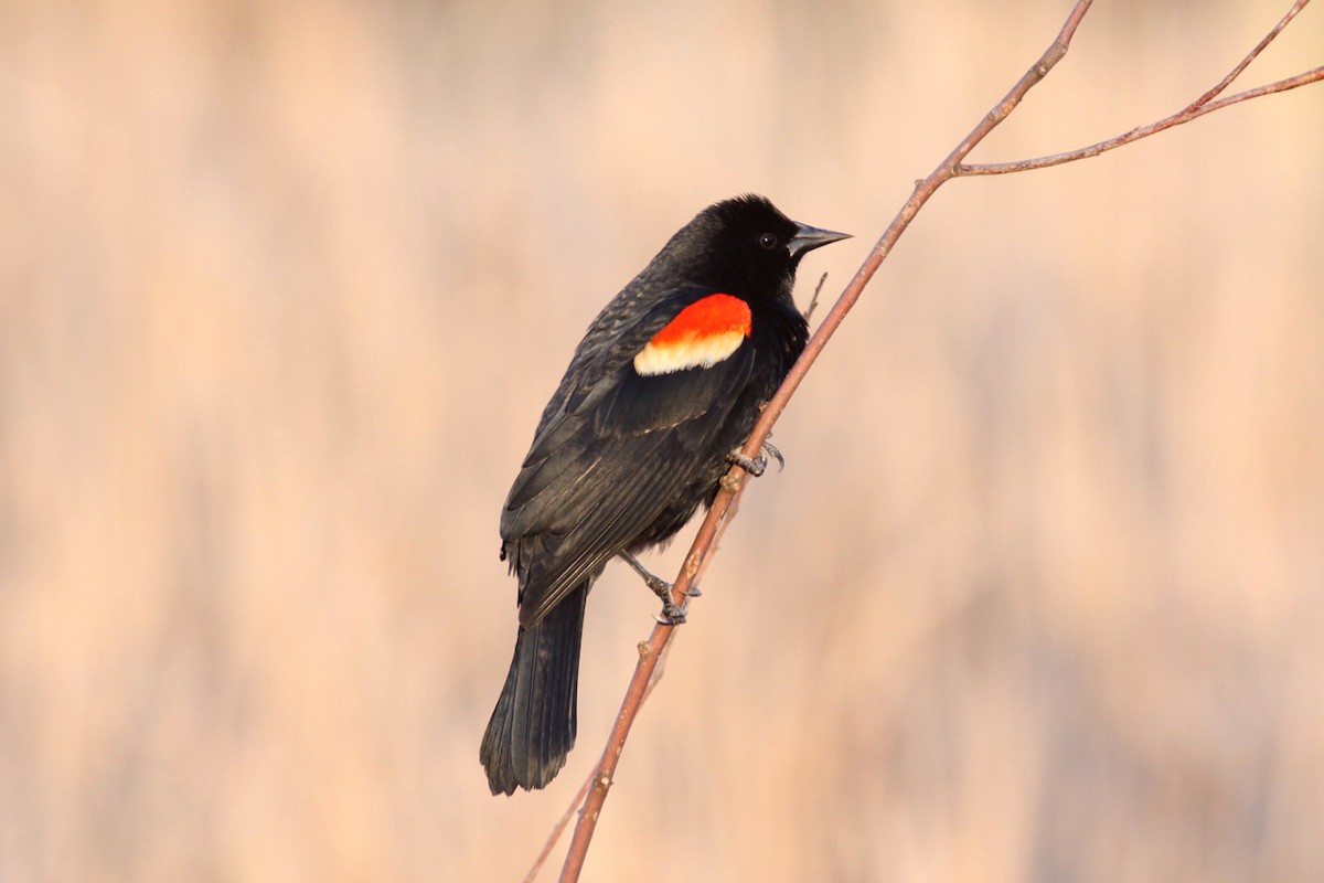 Red-winged Blackbird - ML644581759