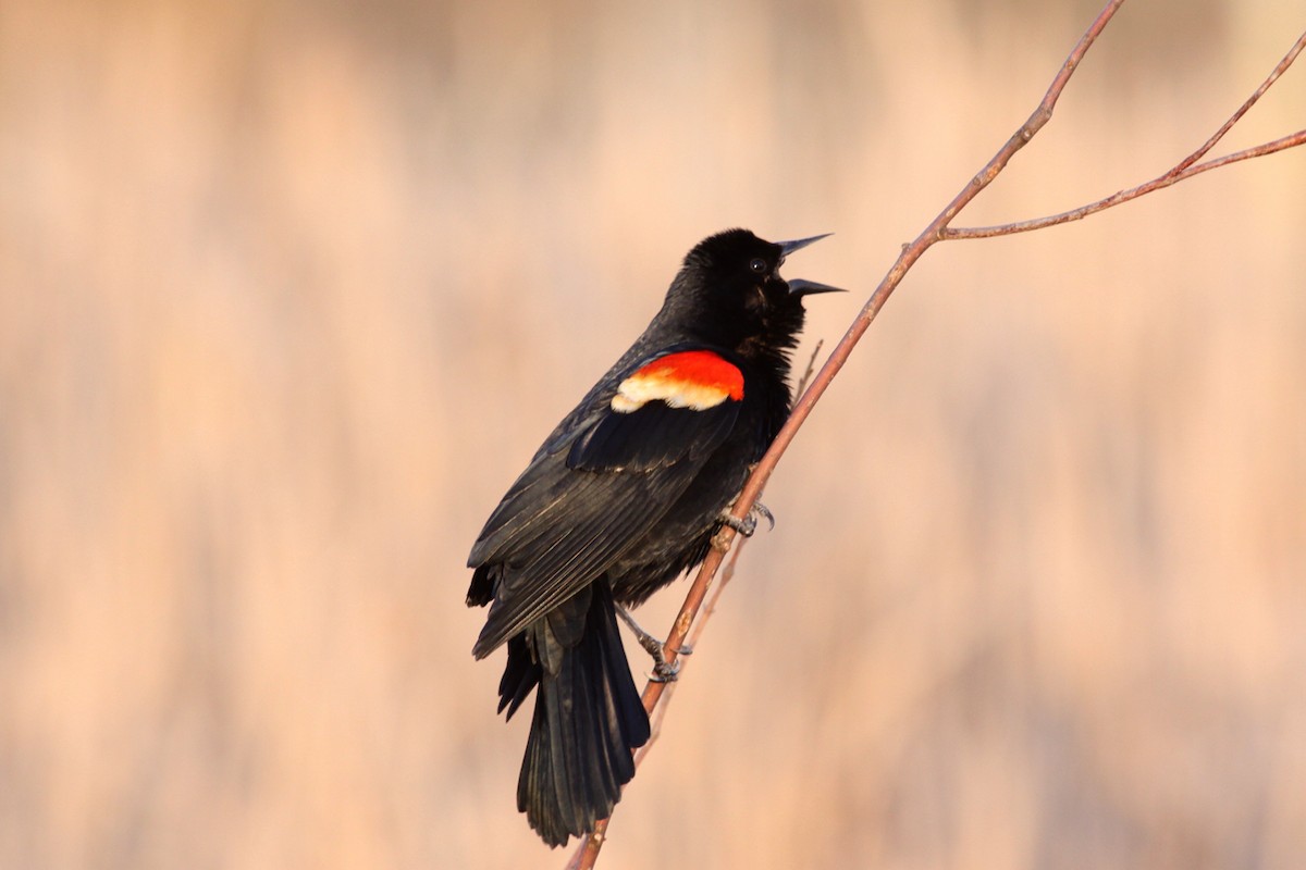 Red-winged Blackbird - ML644581760