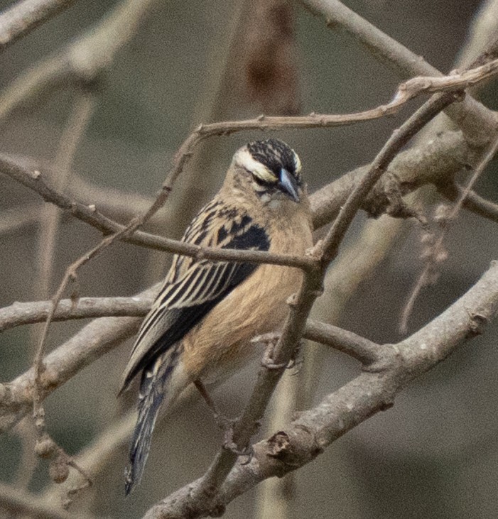 Euplecte de Gierow - ML644581769