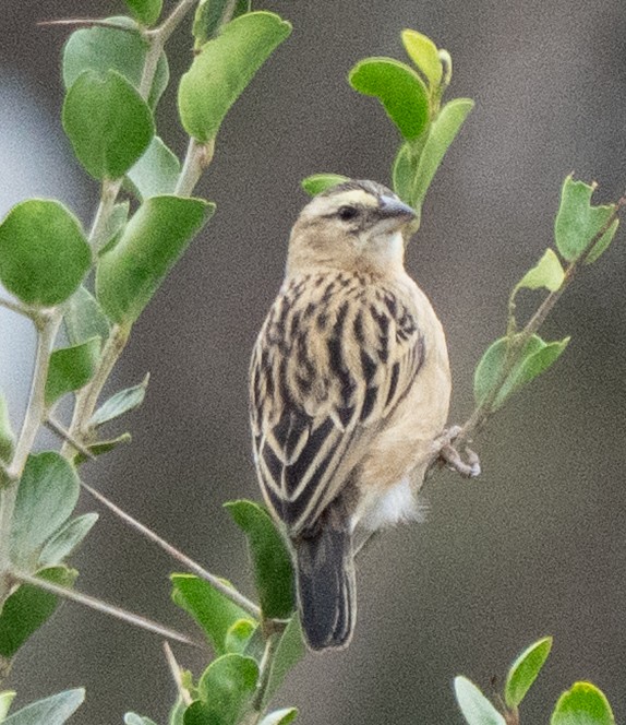 Euplecte de Gierow - ML644581771