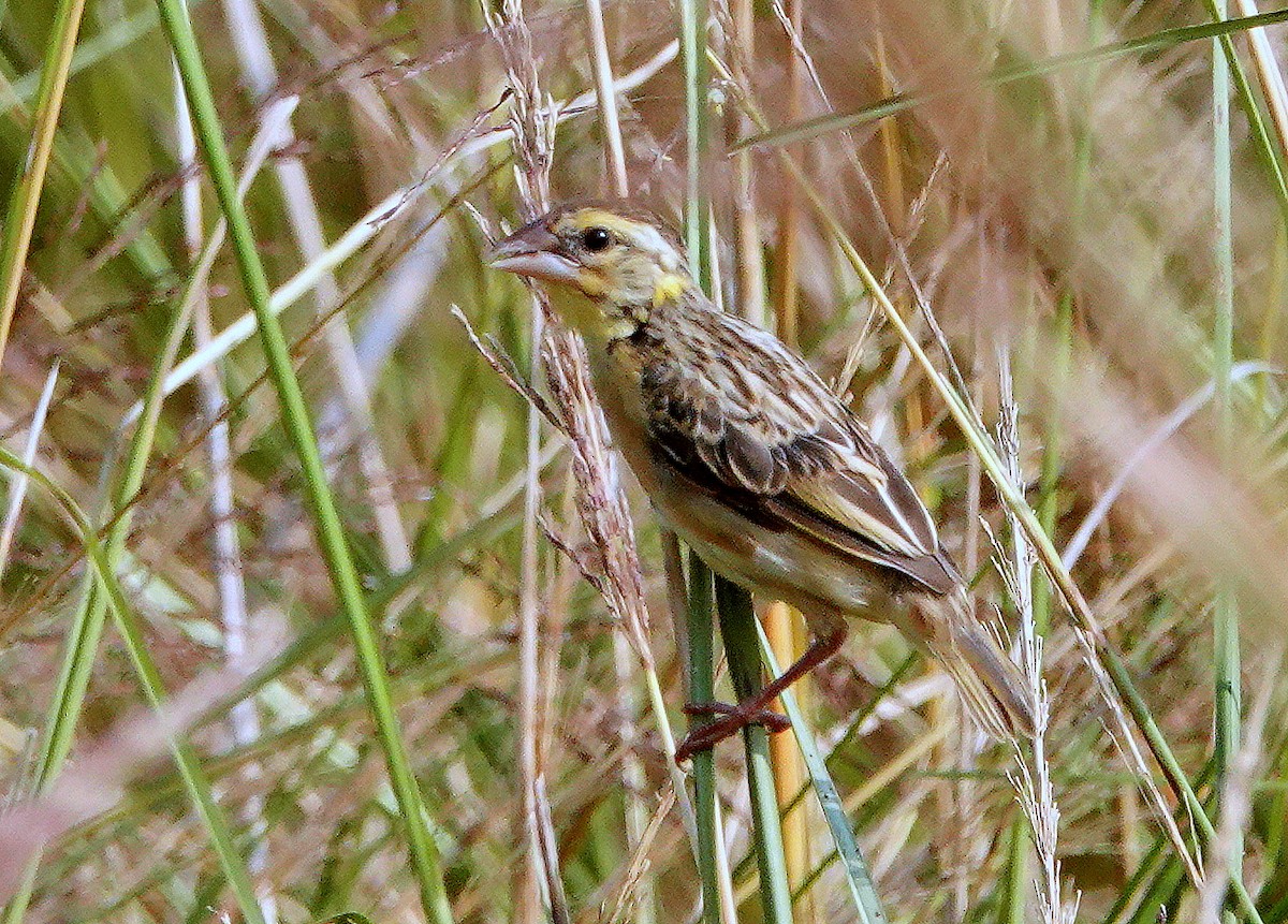 Black-breasted Weaver - ML644581773