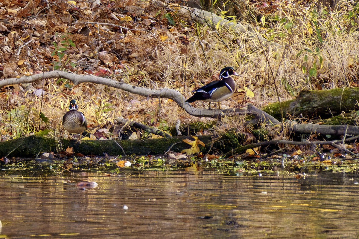 Wood Duck - ML644581776