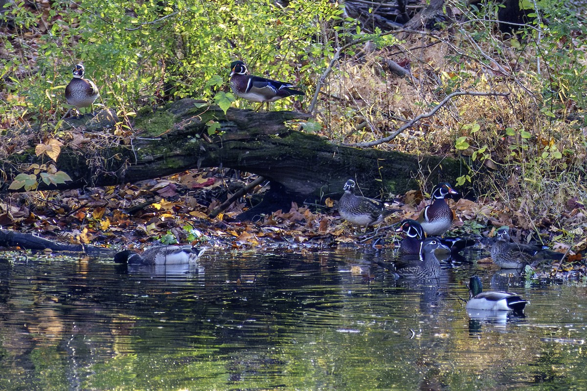 Wood Duck - ML644581777