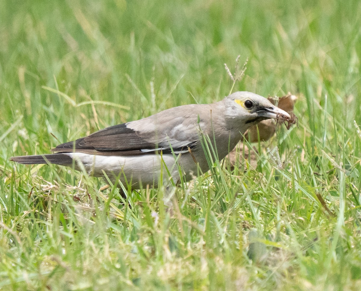 Wattled Starling - ML644581778