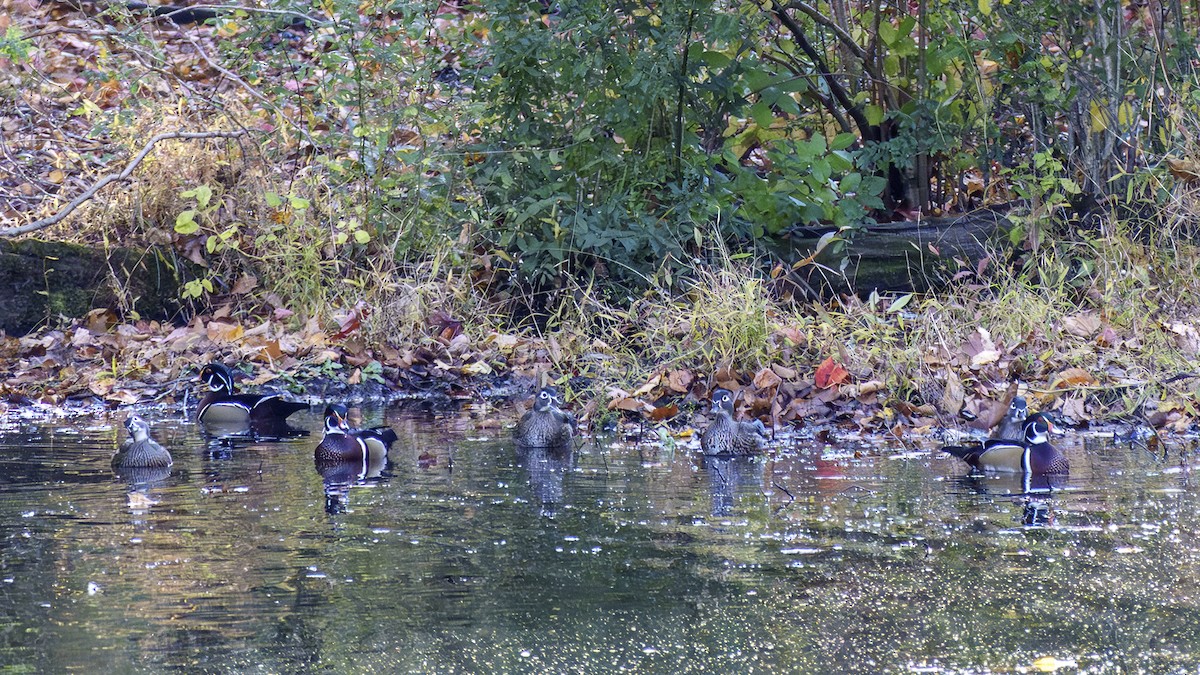 Wood Duck - ML644581779