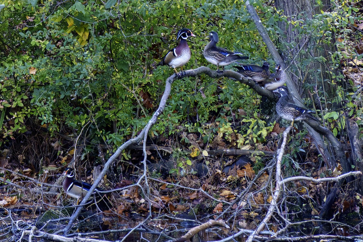 Wood Duck - ML644581780