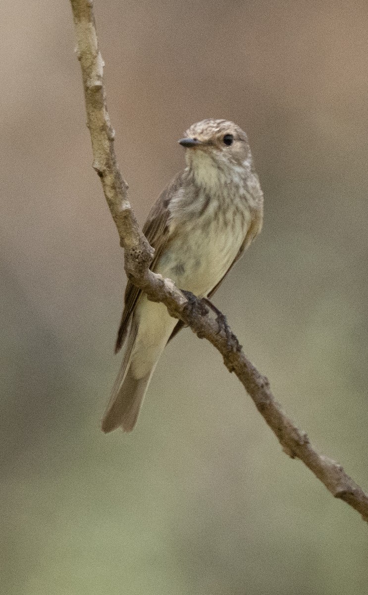 Spotted Flycatcher - ML644581781