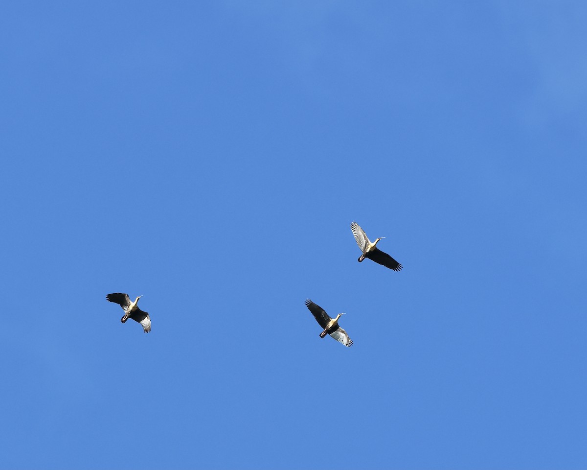 Bandurria Austral - ML644581788