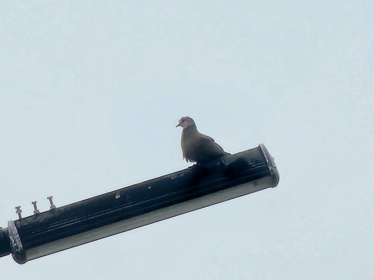 hrdlička jihoasijská - ML644581790