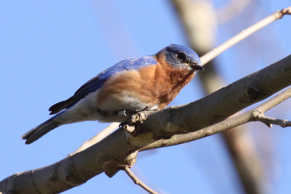 Eastern Bluebird - ML644581792
