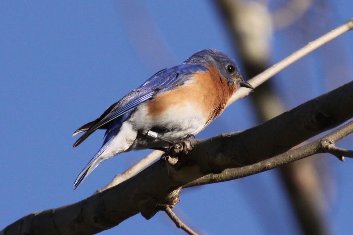Eastern Bluebird - ML644581793