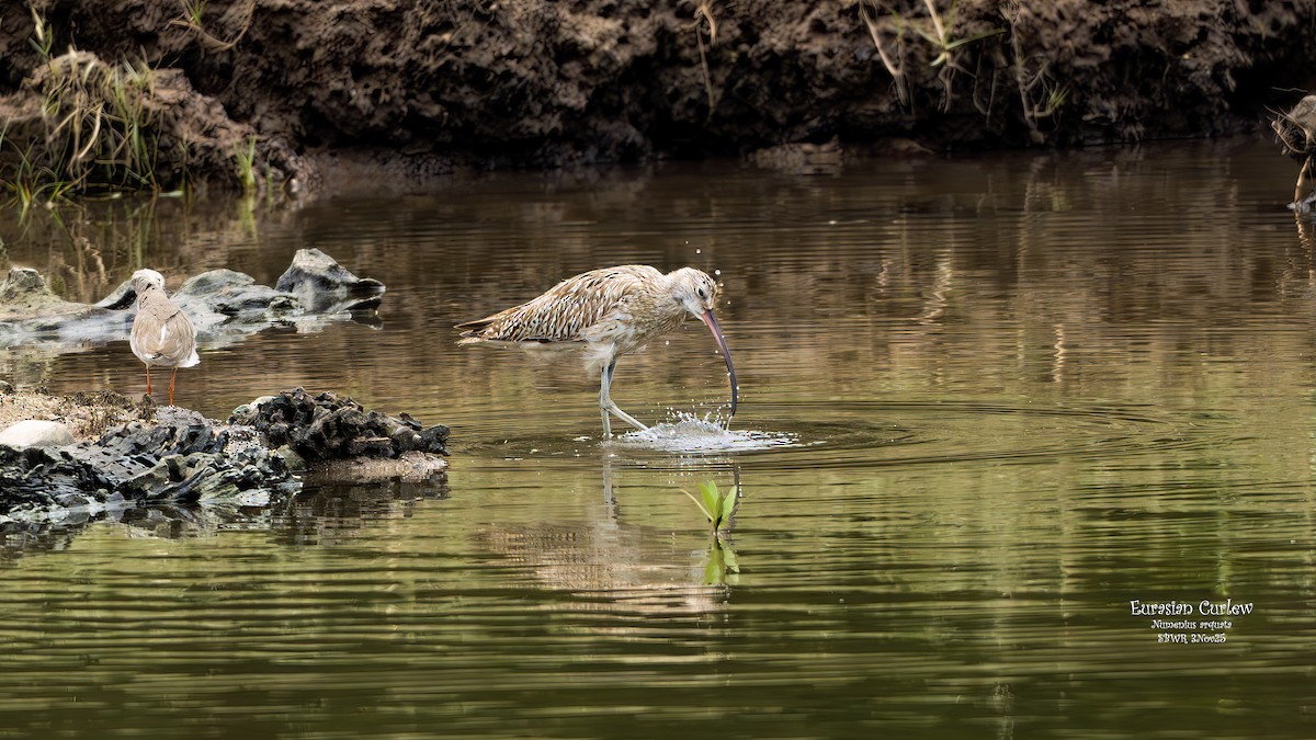Eurasian Curlew - ML644581796