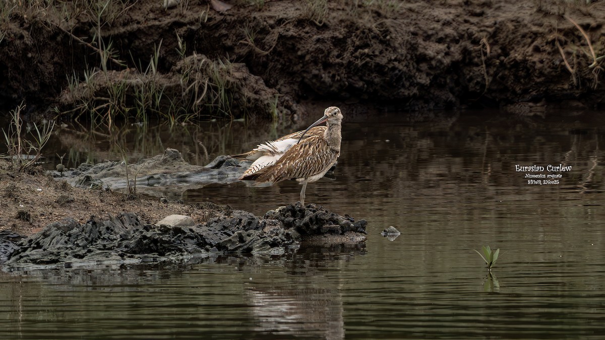 Eurasian Curlew - ML644581797