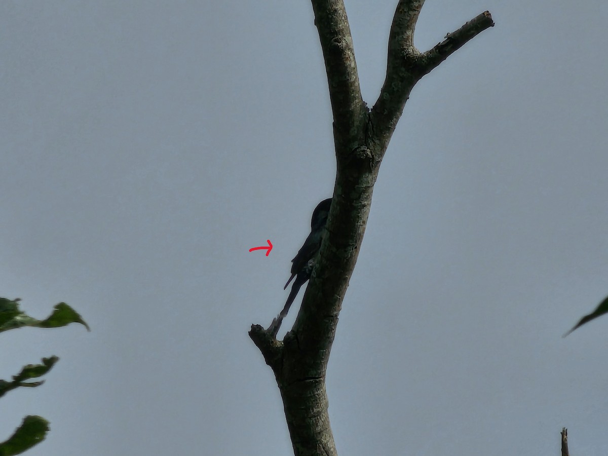 Black Drongo - ML644581799