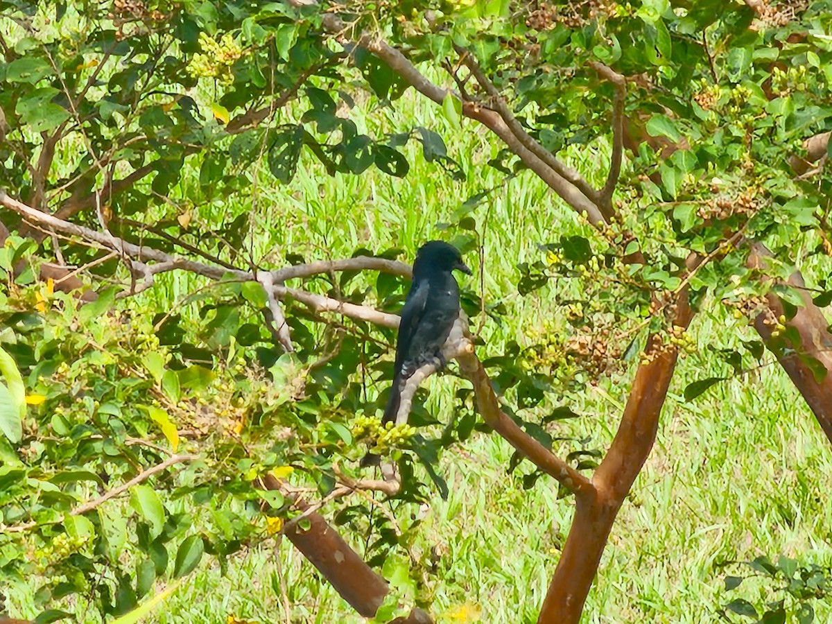 Black Drongo - ML644581800
